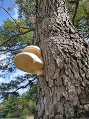 Pleurotus dryinus