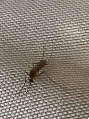 Culicinae