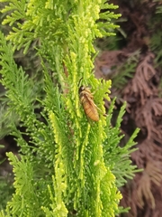 Vespa bicolor