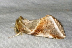 Habrosyne pyritoides