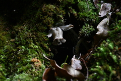 Monotropastrum humile