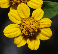 Zaluzania montagnifolia