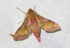 Deilephila porcellus