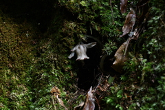 Monotropastrum humile