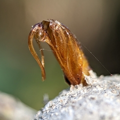 Callirhytis quercusbatatoides