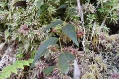 Gaultheria leucocarpa