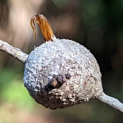Callirhytis quercusbatatoides