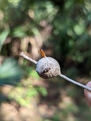 Callirhytis quercusbatatoides