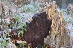 Diatrype disciformis