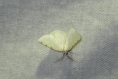 Stegania trimaculata