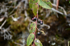 Gaultheria leucocarpa