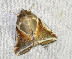 Habrosyne pyritoides
