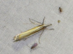 Crambus pascuella
