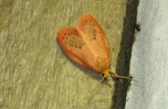 Miltochrista miniata