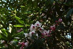 Rhododendron pseudochrysanthum