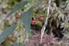 Gaultheria leucocarpa