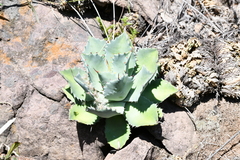Agave potatorum