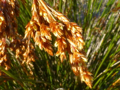 Thamnochortus erectus