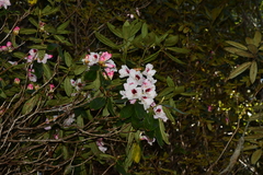 Rhododendron pseudochrysanthum