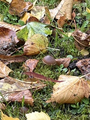 Fungi