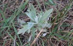 Artemisia ludoviciana