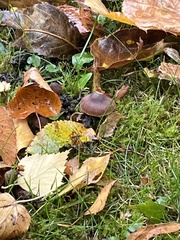 Fungi