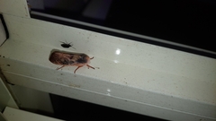 Cryptophasa rubescens