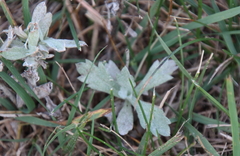 Artemisia ludoviciana