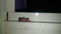 Cryptophasa rubescens