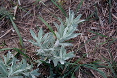 Artemisia ludoviciana