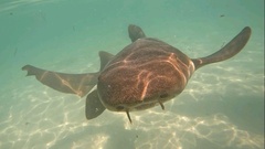 Ginglymostoma cirratum