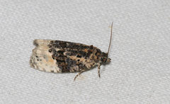 Apotomis betuletana