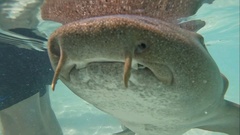 Ginglymostoma cirratum