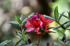 Rhododendron oldhamii