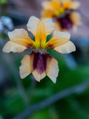 Goodenia trinervis