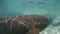 Ginglymostoma cirratum