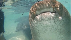 Ginglymostoma cirratum