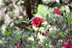 Rhododendron oldhamii