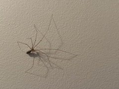 Pholcus phalangioides