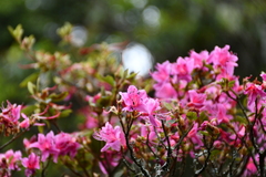 Rhododendron noriakianum