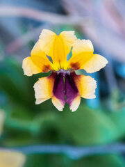 Goodenia trinervis