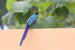 Lamprotornis caudatus