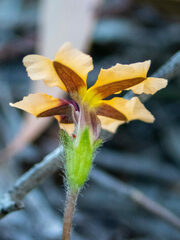 Goodenia trinervis