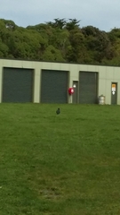 Porphyrio hochstetteri