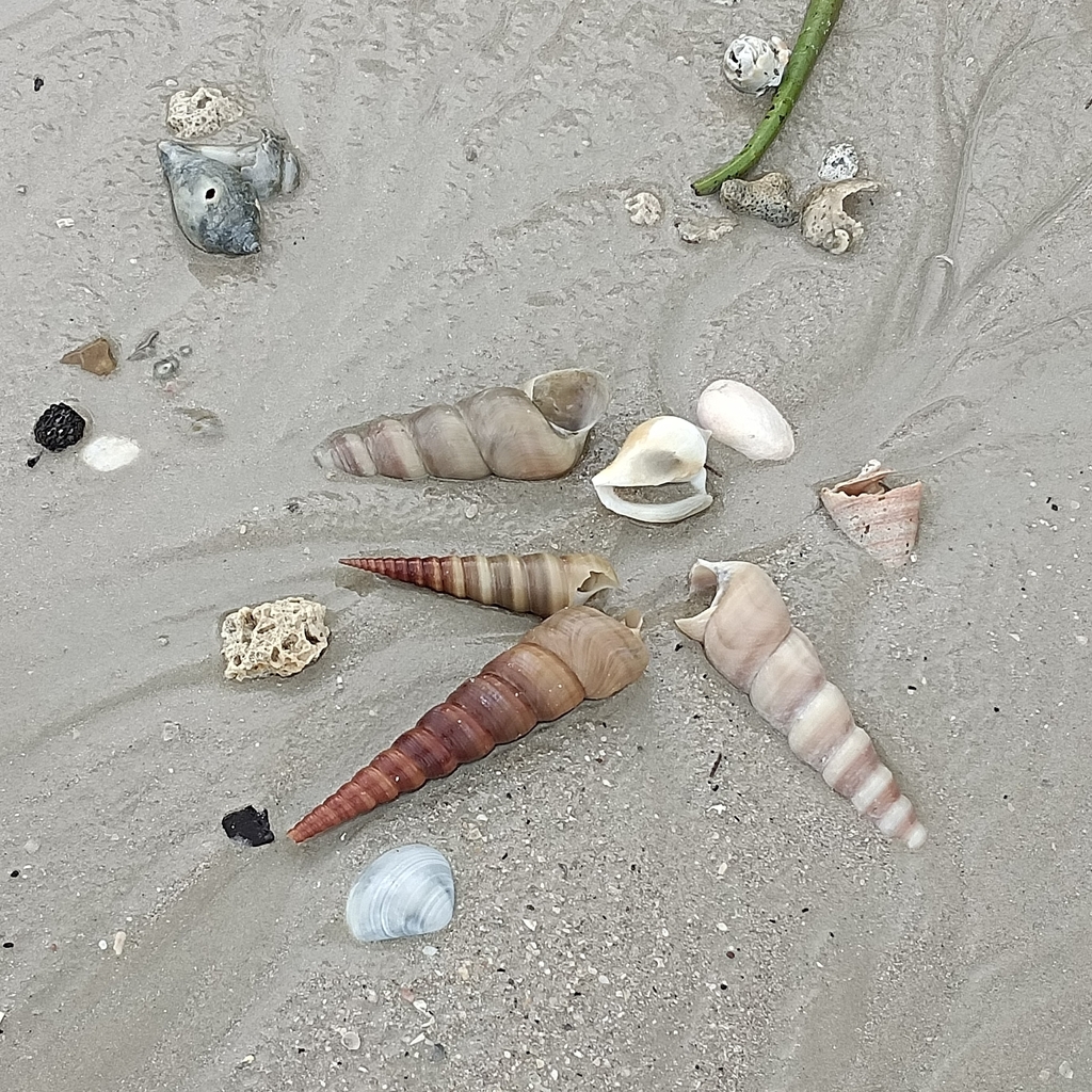 Caenogastropods from เลขที่ 79/14 หมู่ 5 อ่าวนาง ตำบล อ่าวนาง อำเภอ