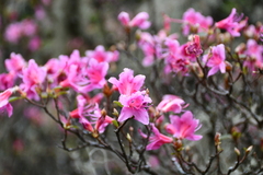 Rhododendron noriakianum