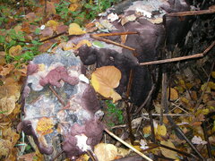 Diatrype disciformis