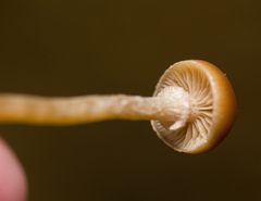 Galerina sideroides
