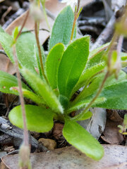 Goodenia trinervis