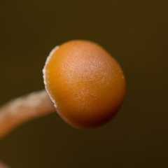Galerina sideroides